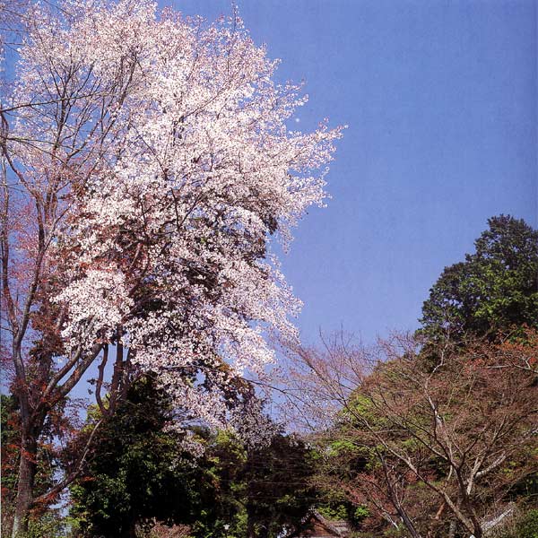 椿、梅、桜、三つの花見が楽しめる花天井の神社　平岡八幡宮