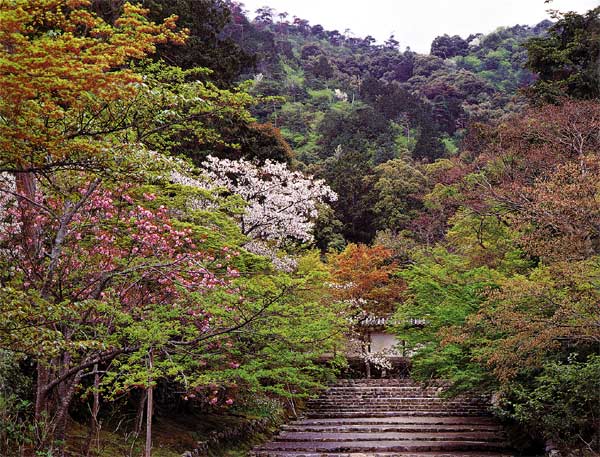 門前の効用の馬場が桜の馬場に変わる春　二尊院