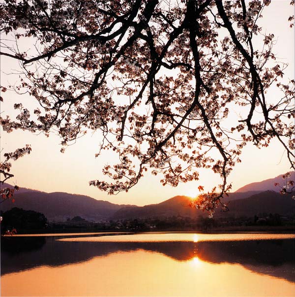 懐かしく日本の里の風景に楚々と咲く山桜　広沢池