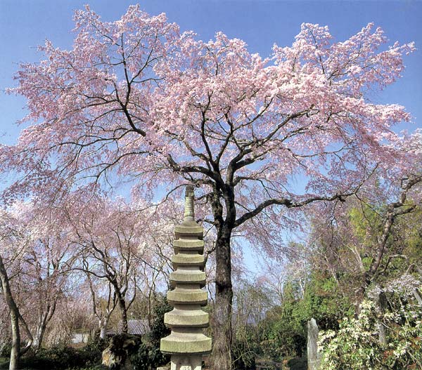 知る人ぞ知る桜守の桜の園　佐野園