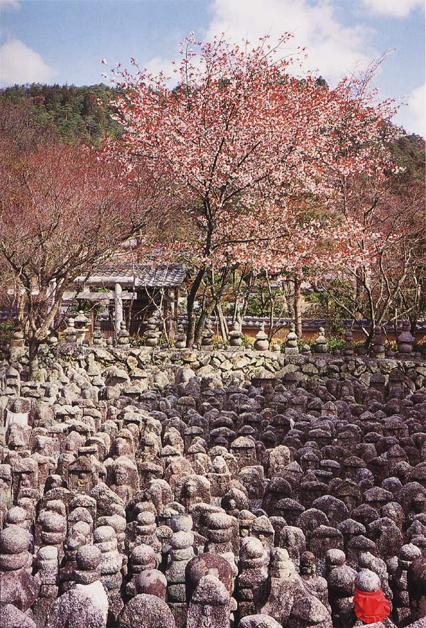 無数の無縁仏を慰(なぐさ)めるように咲く、化野の桜　化野念仏寺