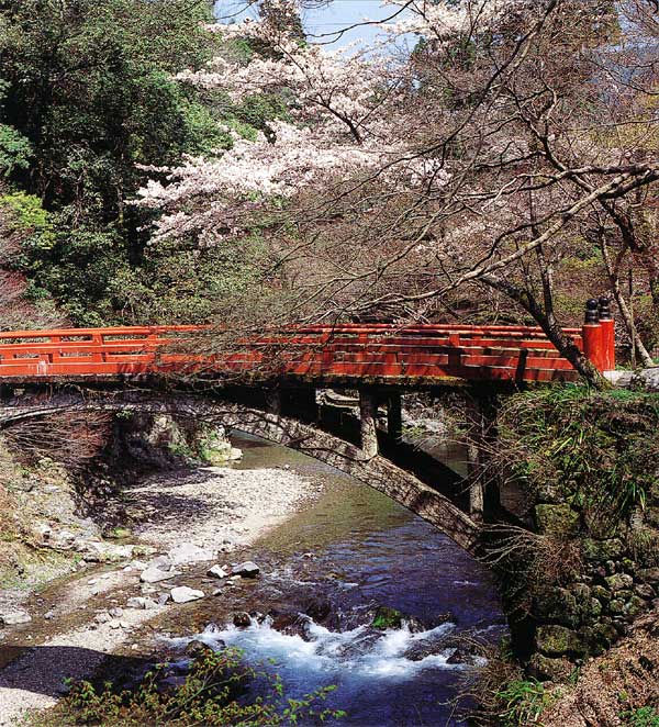 先人のもてなしの心が咲かせたに千本の桜たち　清滝