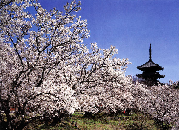 花は低いが人が好く、御室のお多福桜　仁和寺