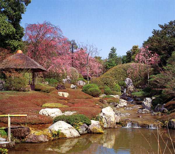 のびやかに枝を広げ、春の景趣を盛り上げる紅枝垂　妙心寺 退蔵院