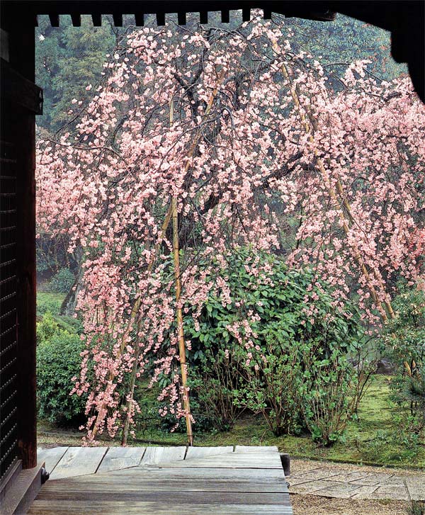 京の都で紫に咲く、待賢門院所望の奈良の都の八重桜　法金剛院