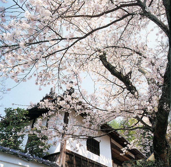 桜に埋もれた西行の庵　勝持寺