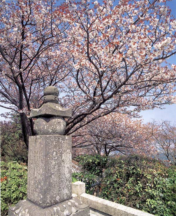 桜でおおわれ、優美に化粧する堂宇　善峰寺