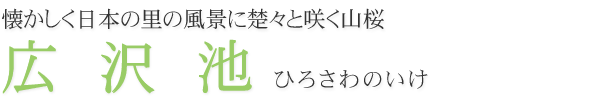 懐かしく日本の里の風景に楚々と咲く山桜　広沢池
