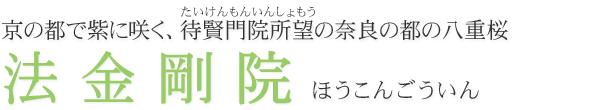 京の都で紫に咲く、待賢門院所望の奈良の都の八重桜　法金剛院