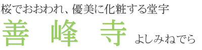 桜でおおわれ、優美に化粧する堂宇　善峰寺